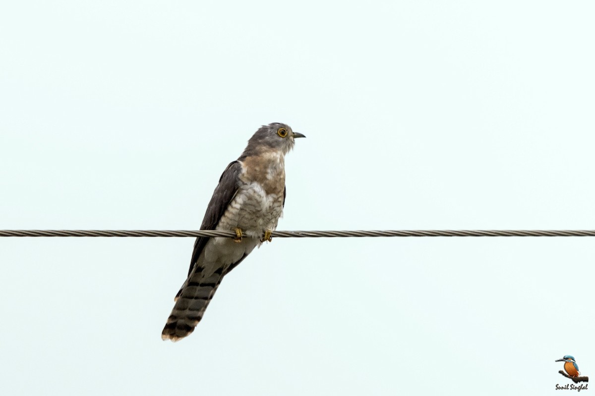 Common Hawk-Cuckoo - Sunil Singhal