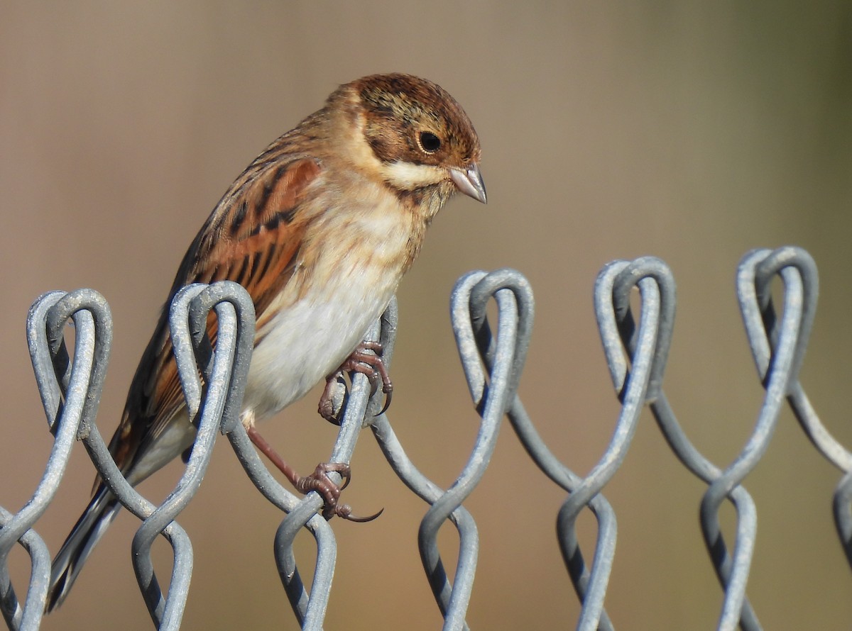 Reed Bunting - Charlie Cowan