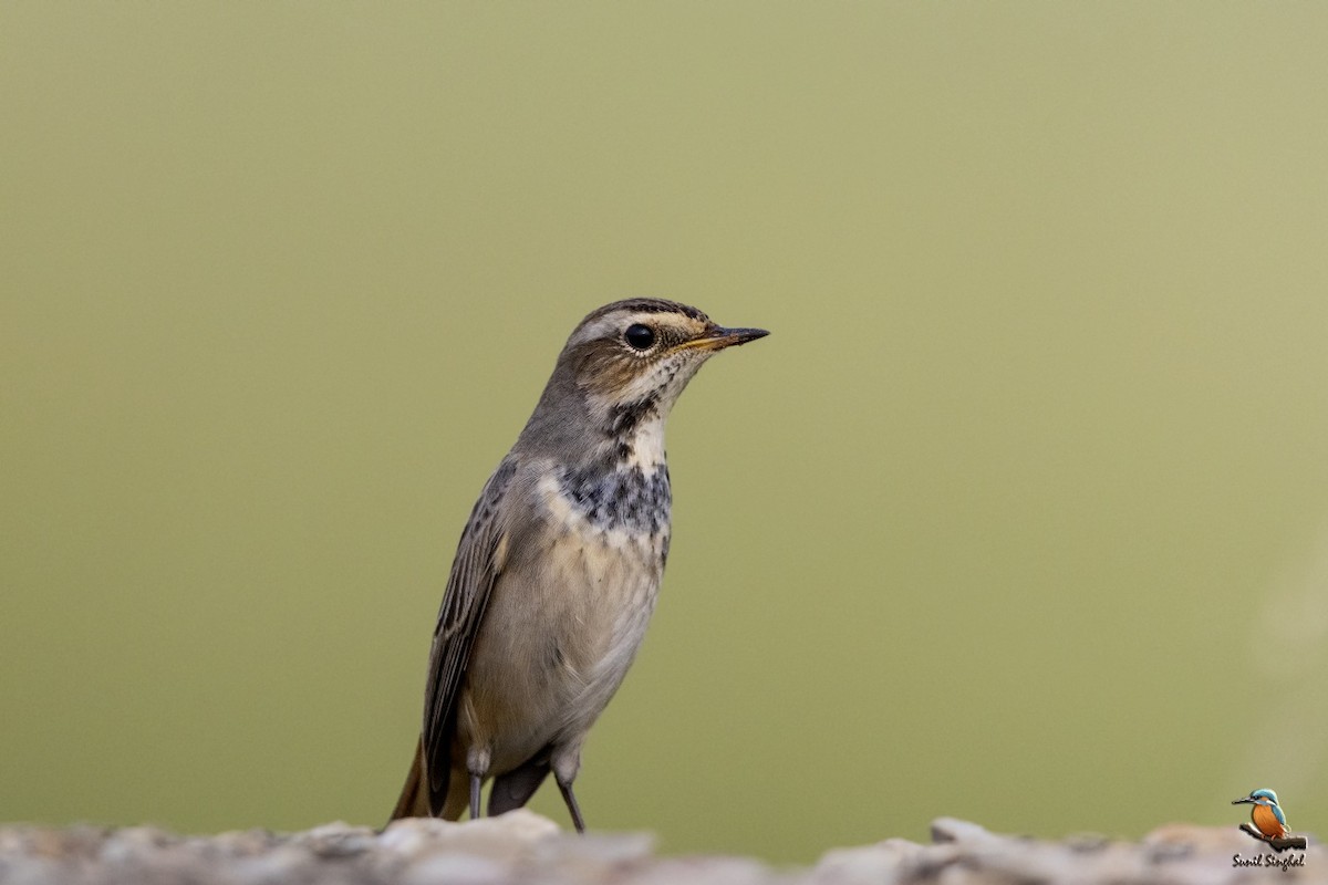 Bluethroat - Sunil Singhal