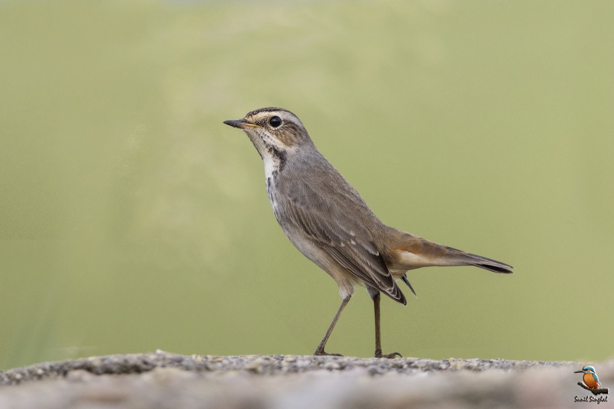 Bluethroat - ML623870998