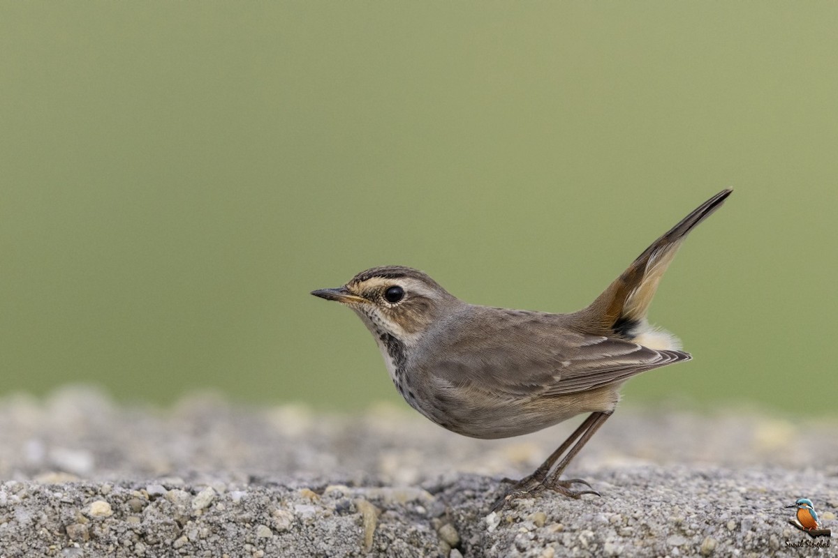 Bluethroat - ML623870999