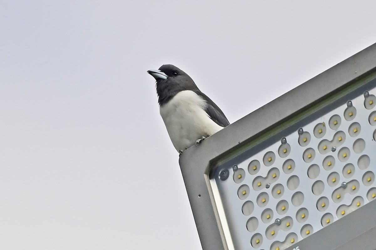 White-breasted Woodswallow - Wachara  Sanguansombat