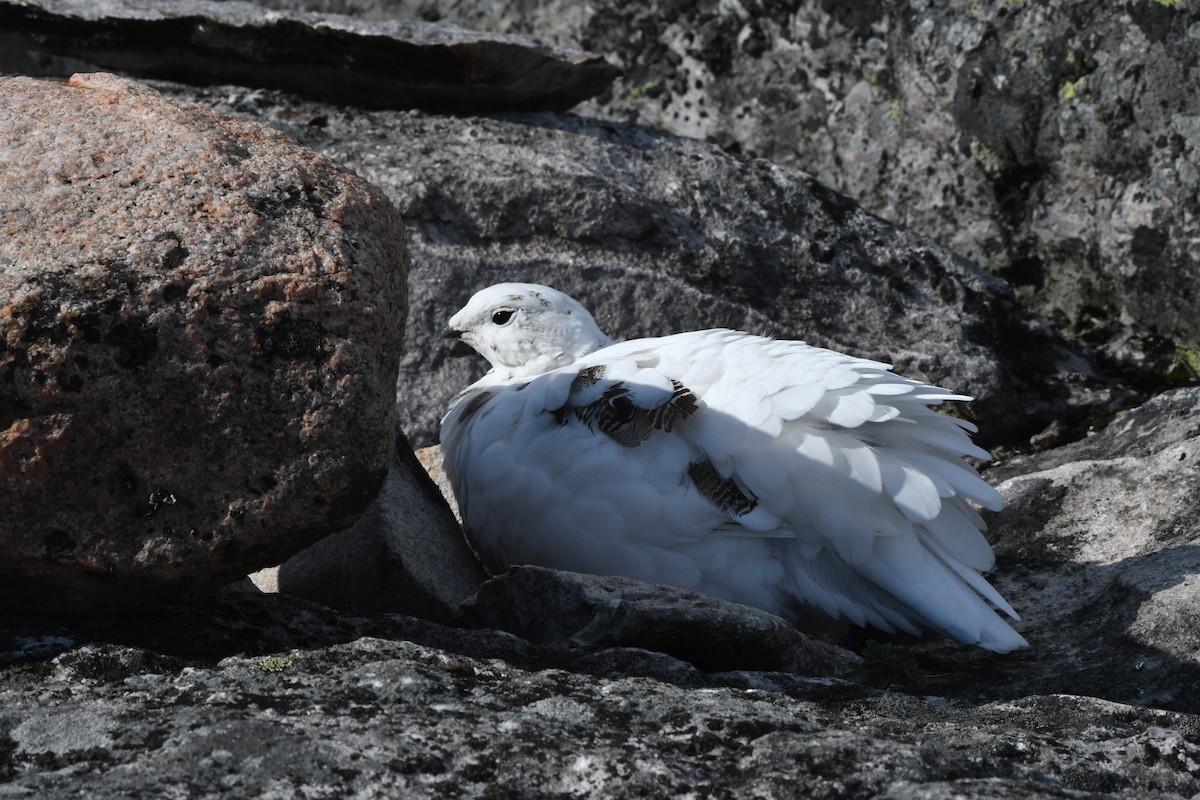 Rock Ptarmigan - ML623871049