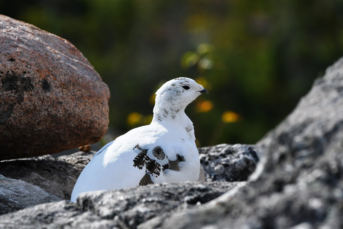 Rock Ptarmigan - ML623871050