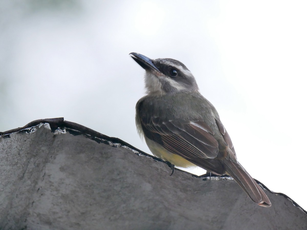 Golden-bellied Flycatcher - ML623871063