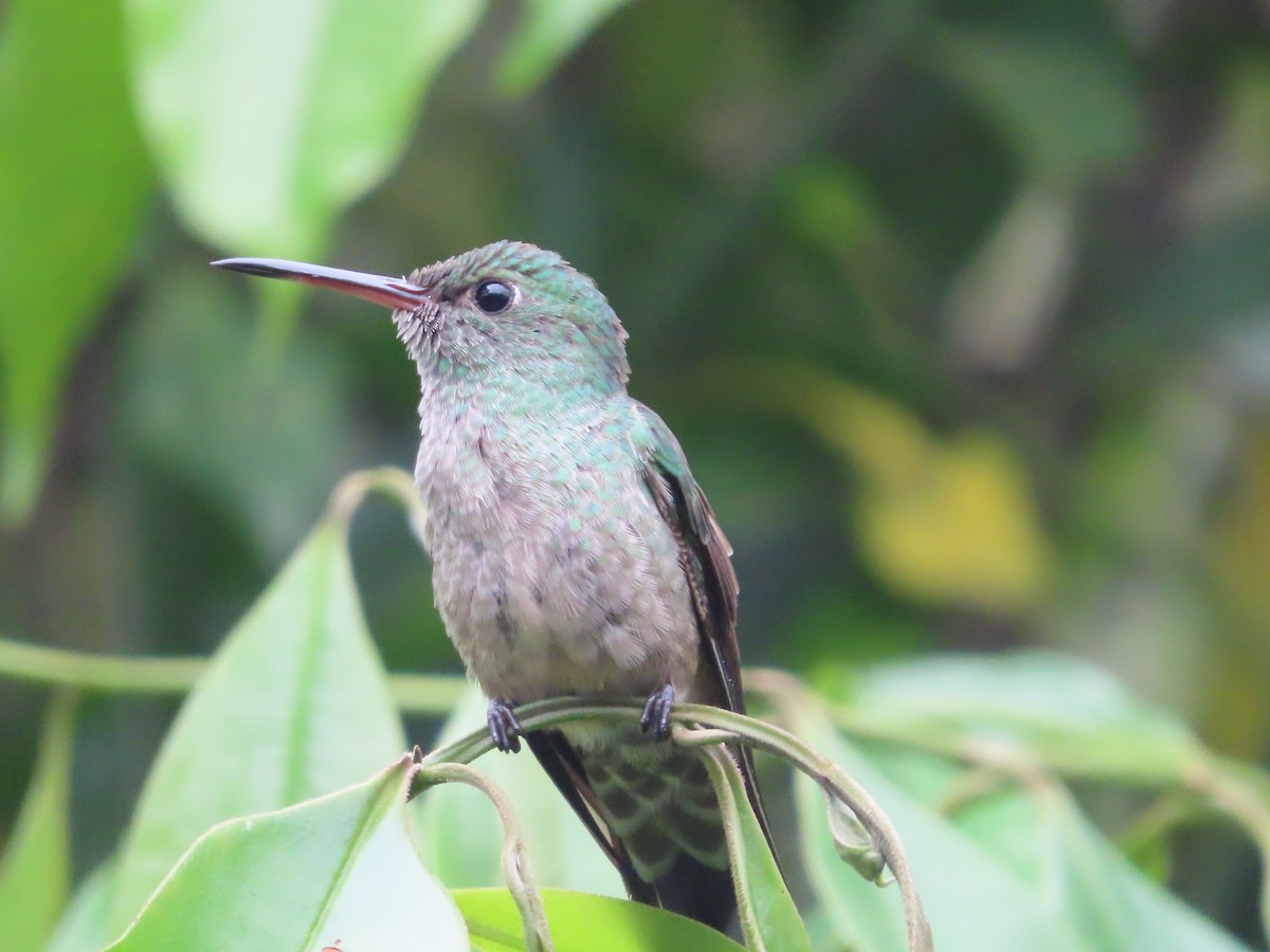 Colibrí de Cuvier - ML623871072