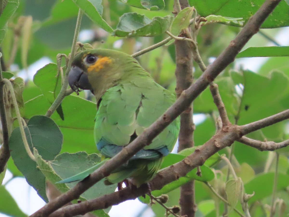 Conure cuivrée (ocularis) - ML623871084