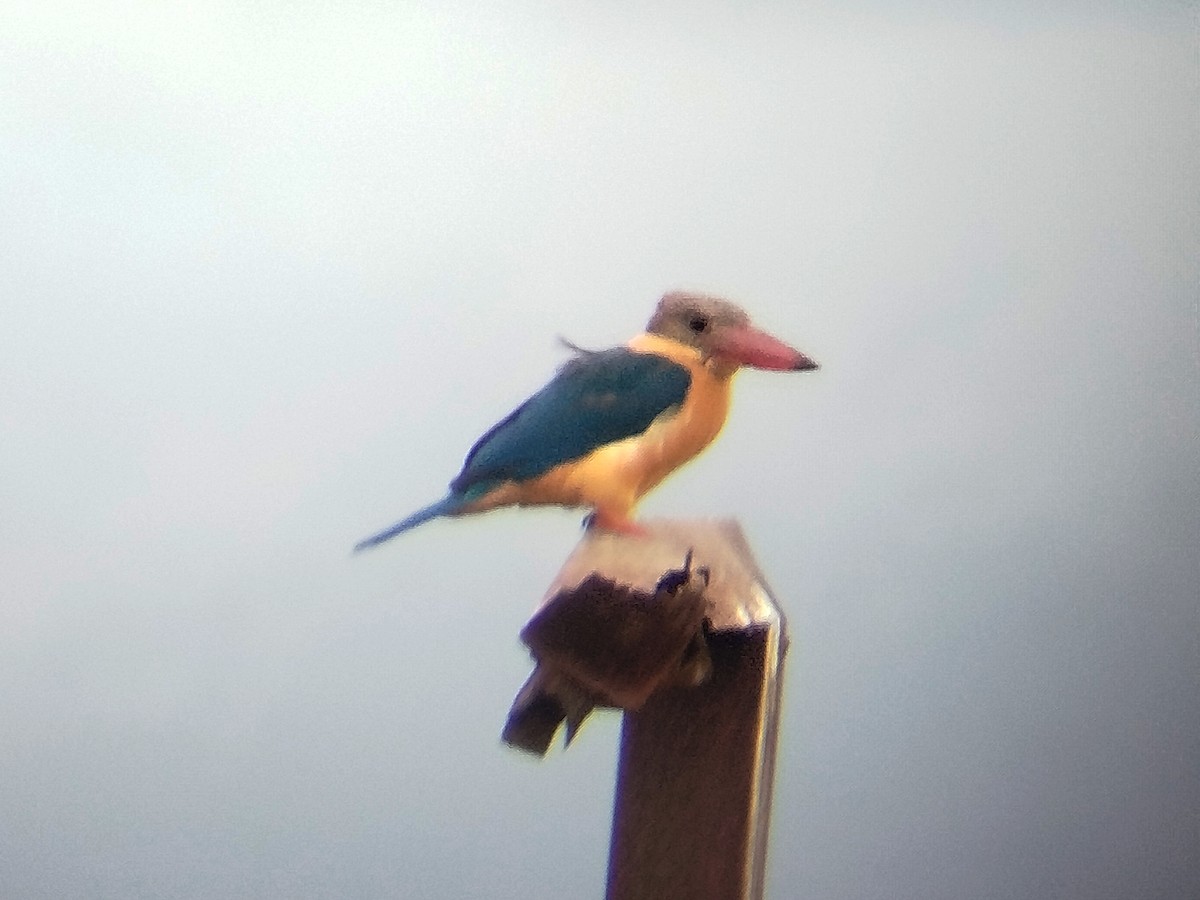 Stork-billed Kingfisher - ML623871090