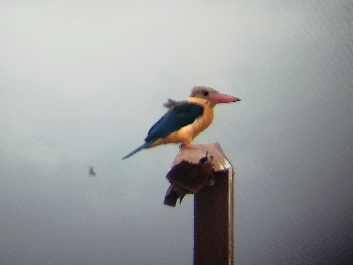 Stork-billed Kingfisher - ML623871091