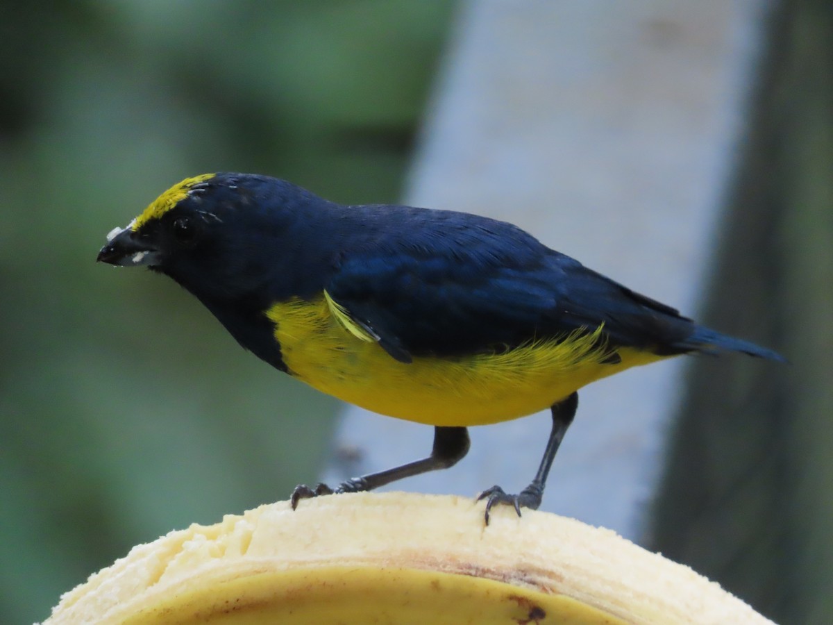 Spot-crowned Euphonia - ML623871094