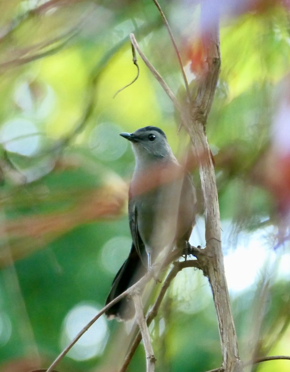 Gray Catbird - L. Scott Milne