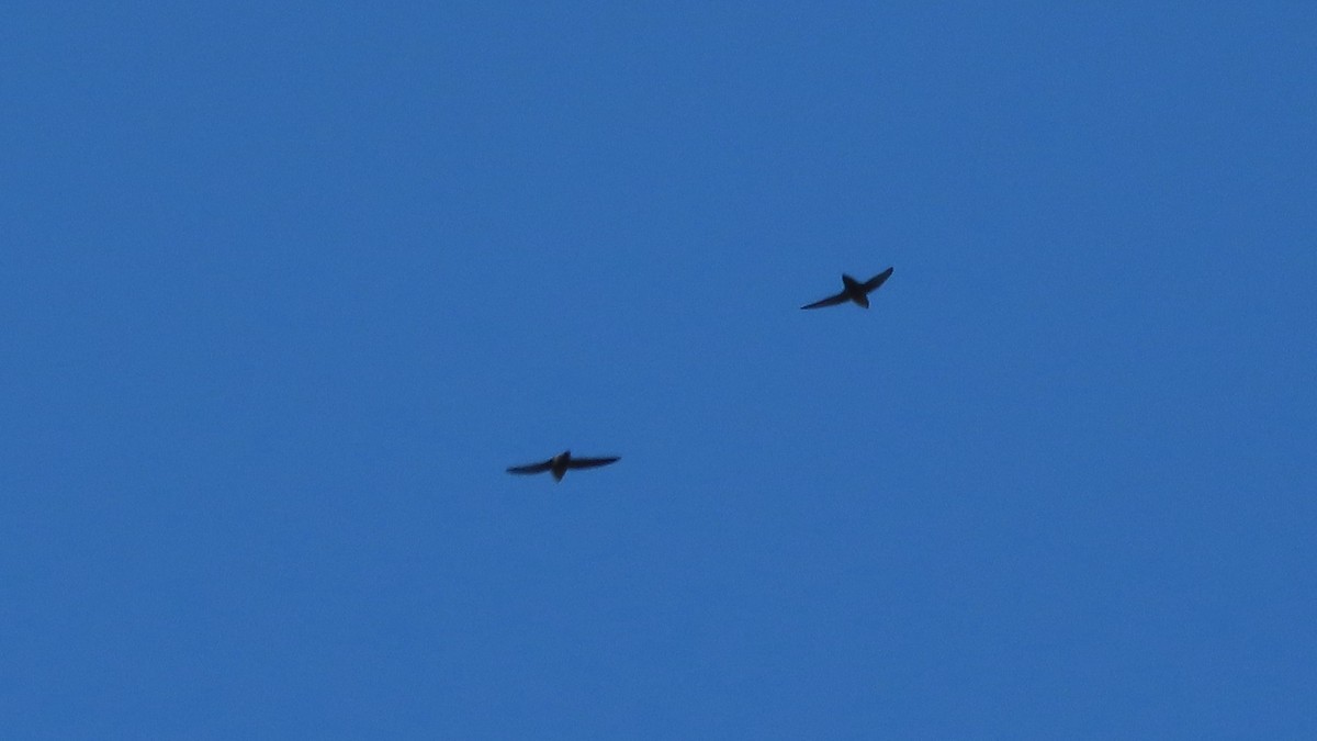 Chimney Swift - b gruff