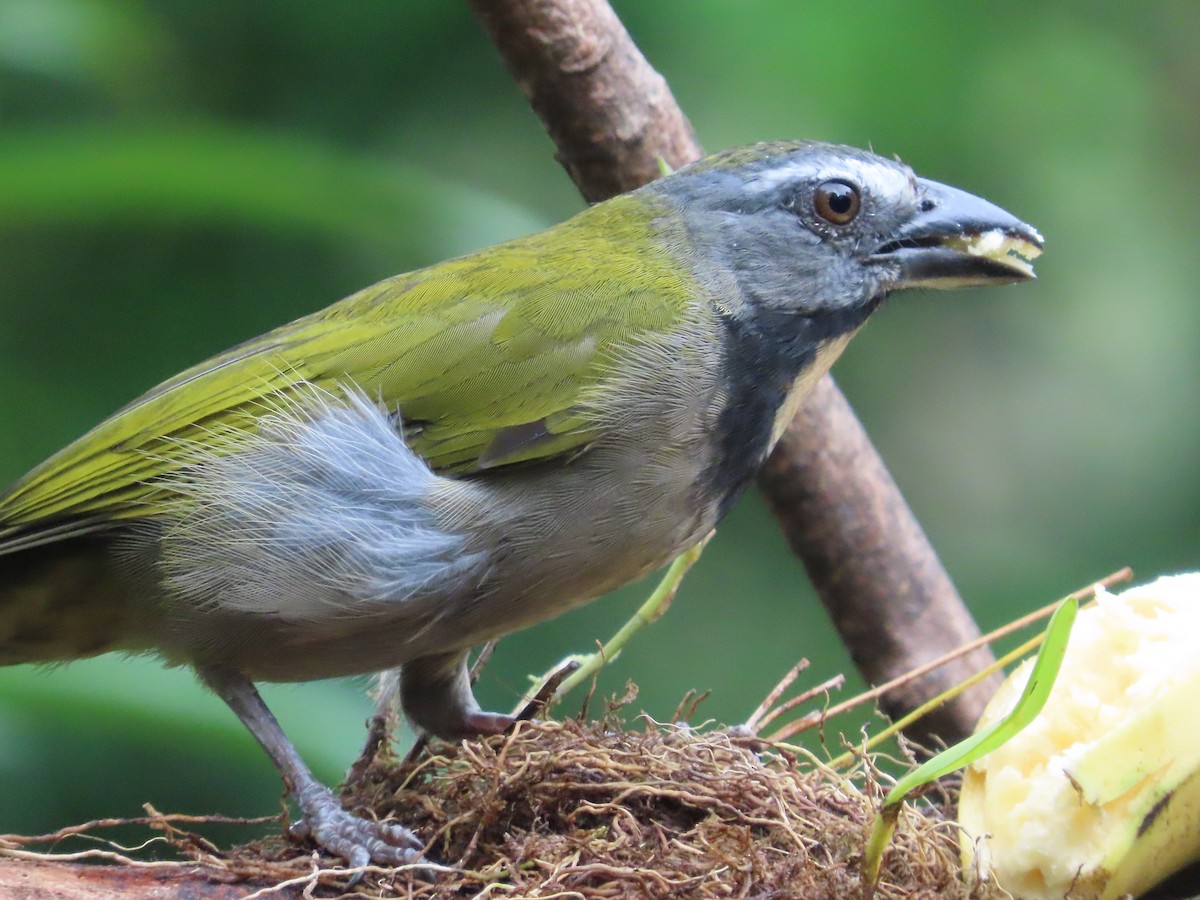 Buff-throated Saltator - ML623871114