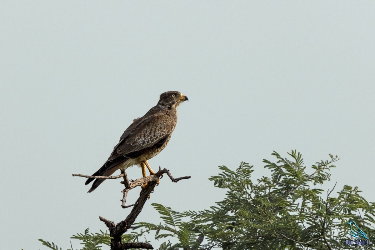 White-eyed Buzzard - ML623871128