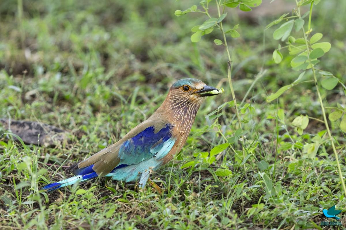 Indian Roller - Sunil Singhal