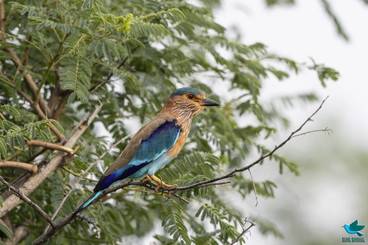 Indian Roller - ML623871134