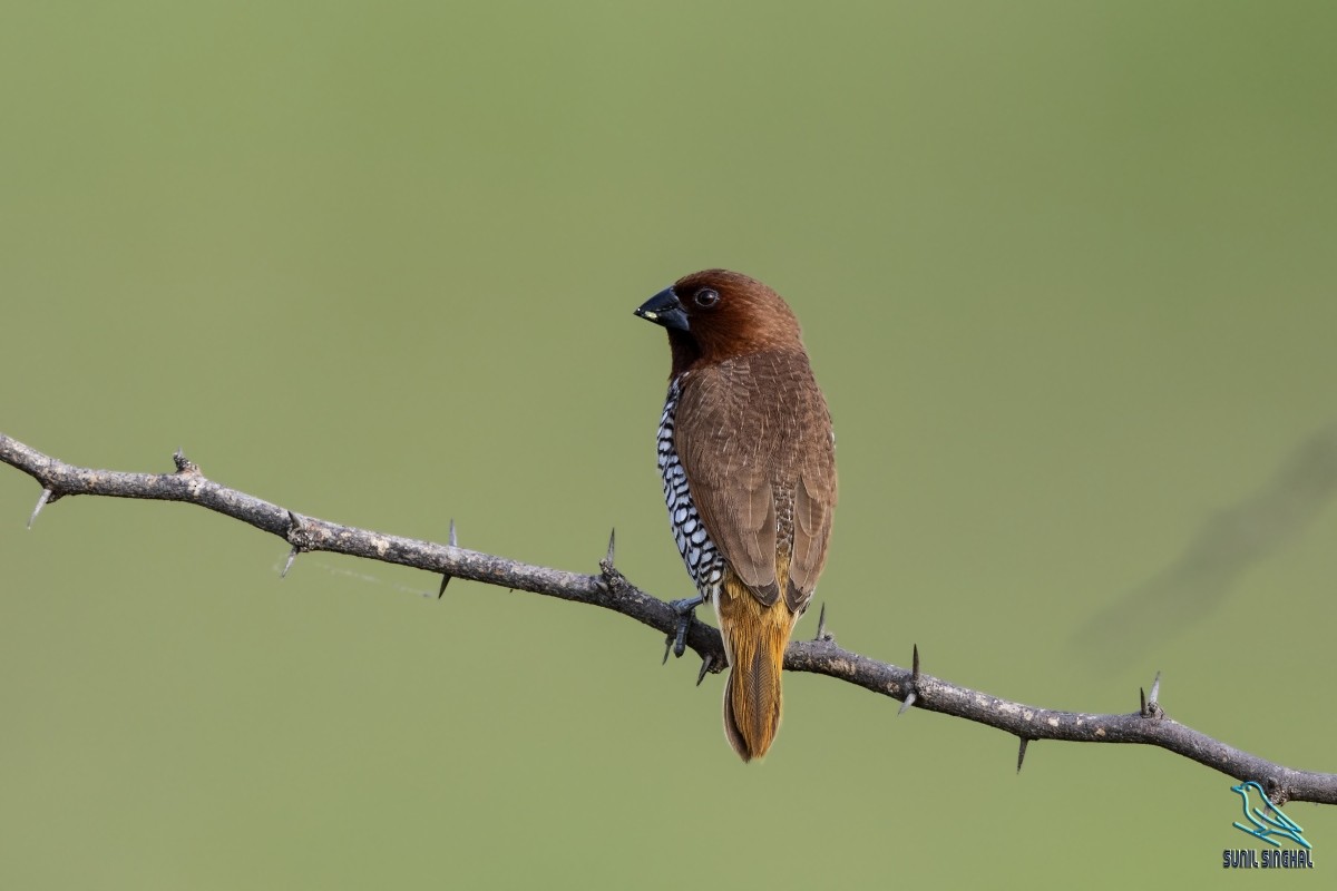 Scaly-breasted Munia - ML623871144