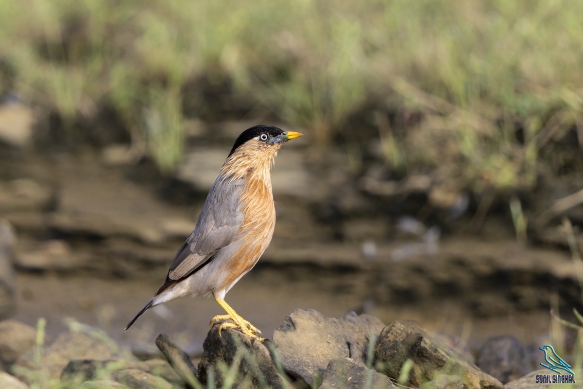 Brahminy Starling - ML623871148