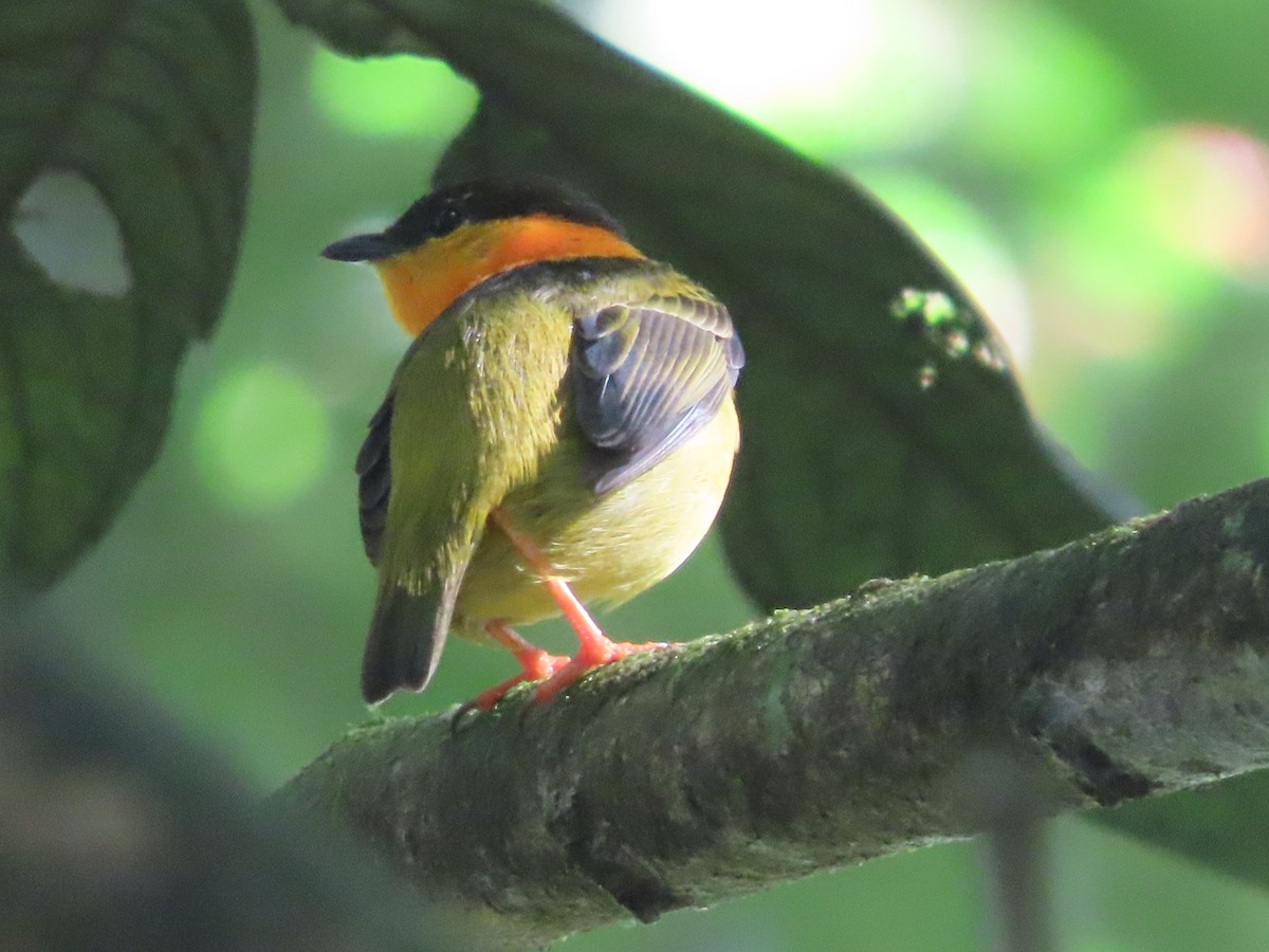 Orange-collared Manakin - ML623871154