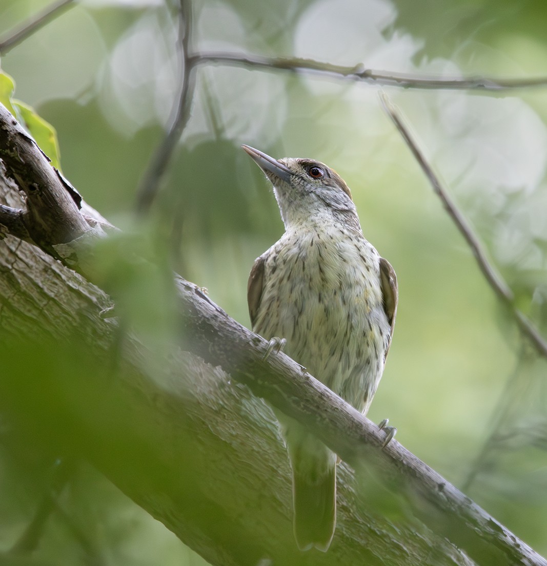 Antillean Piculet - ML623871181