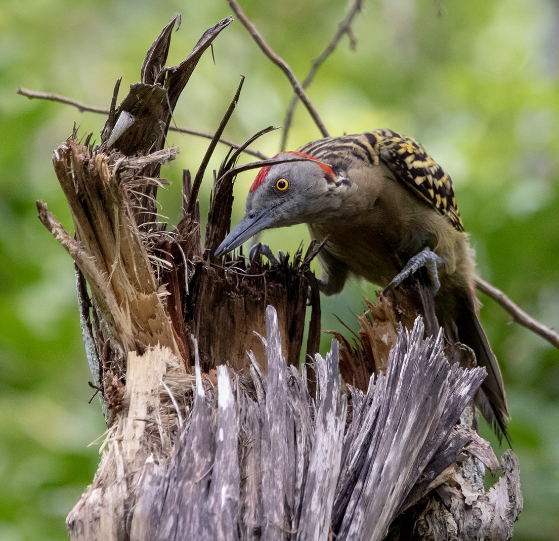 Hispaniolan Woodpecker - Iván Mota