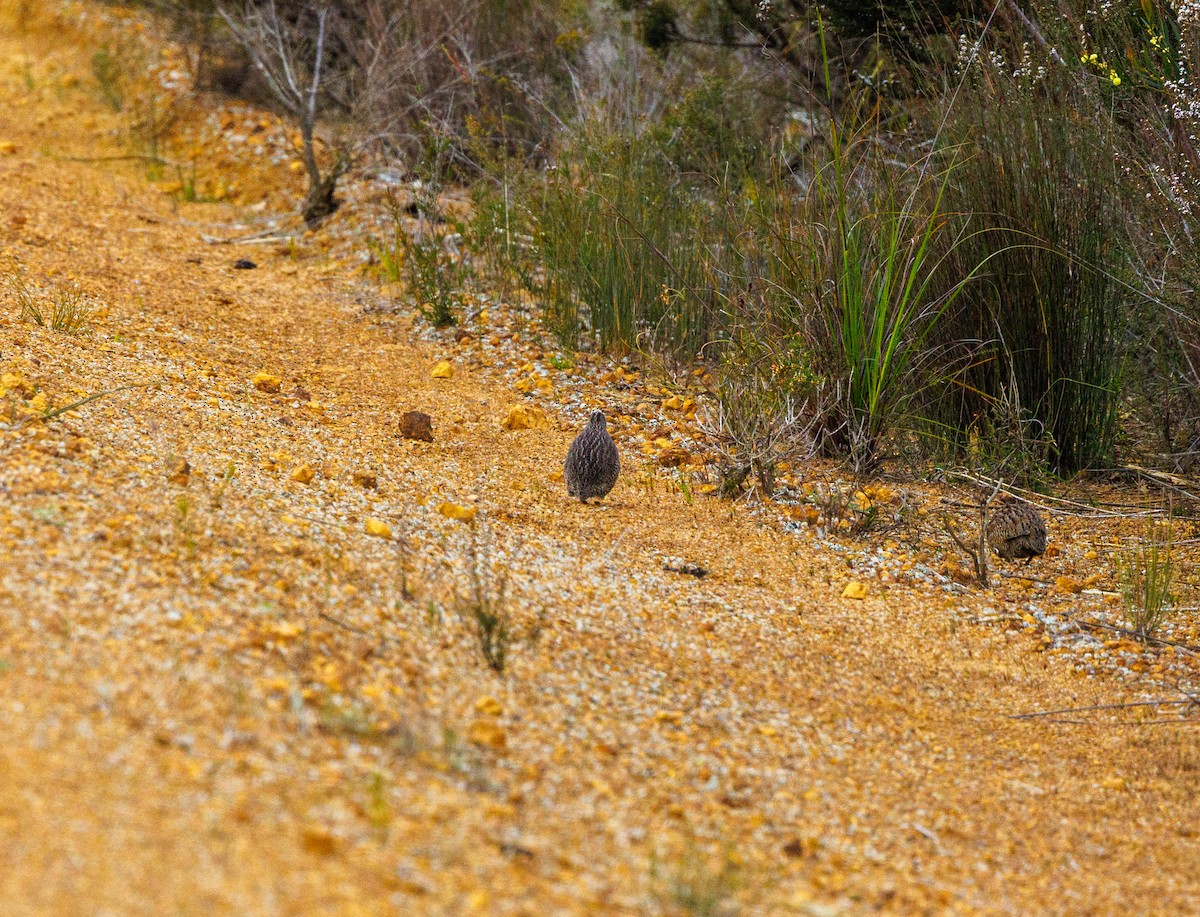 Brown Quail - ML623871194