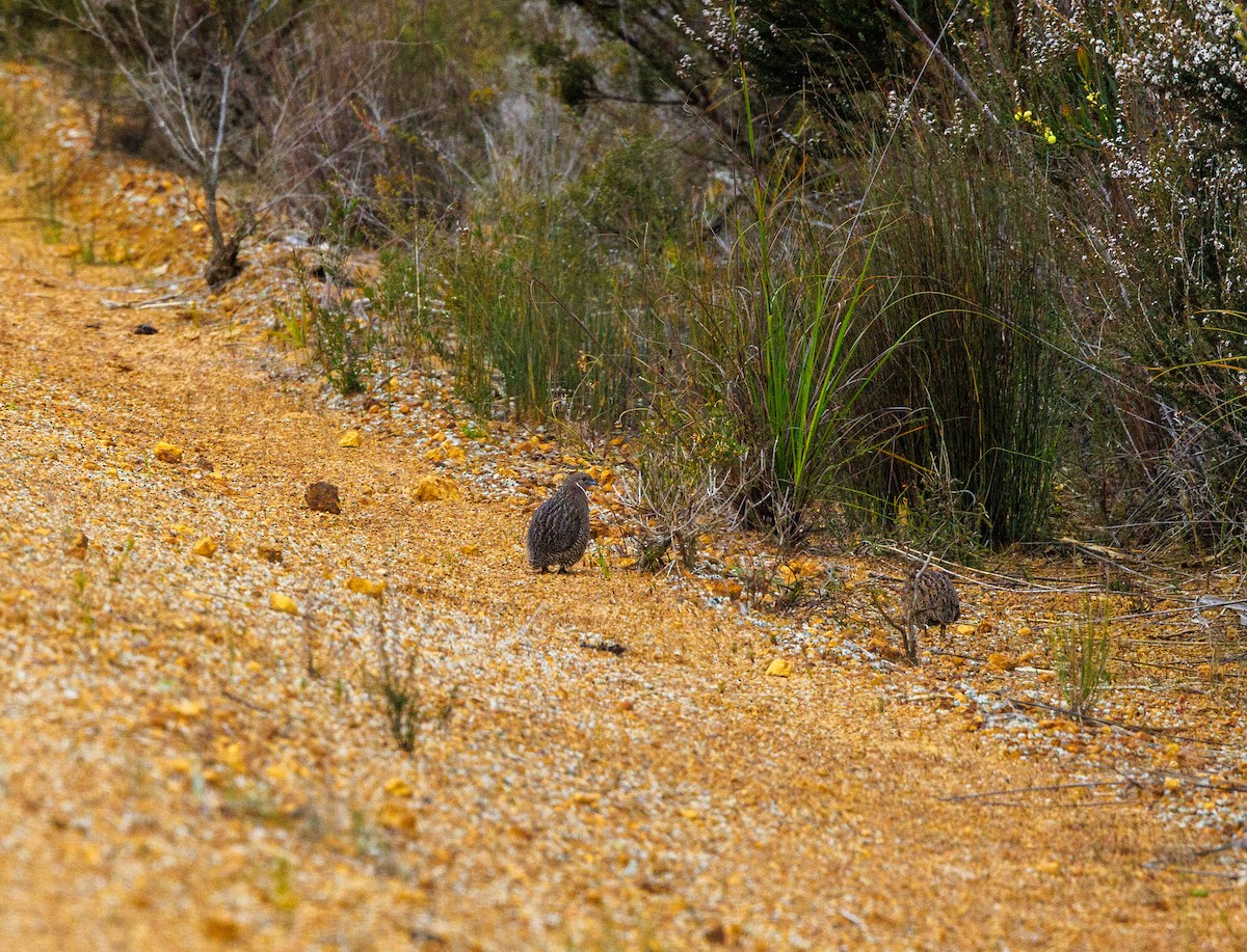 Brown Quail - Paul Rankin