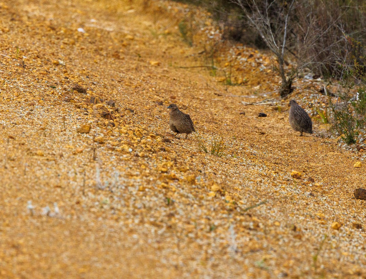 Brown Quail - ML623871196