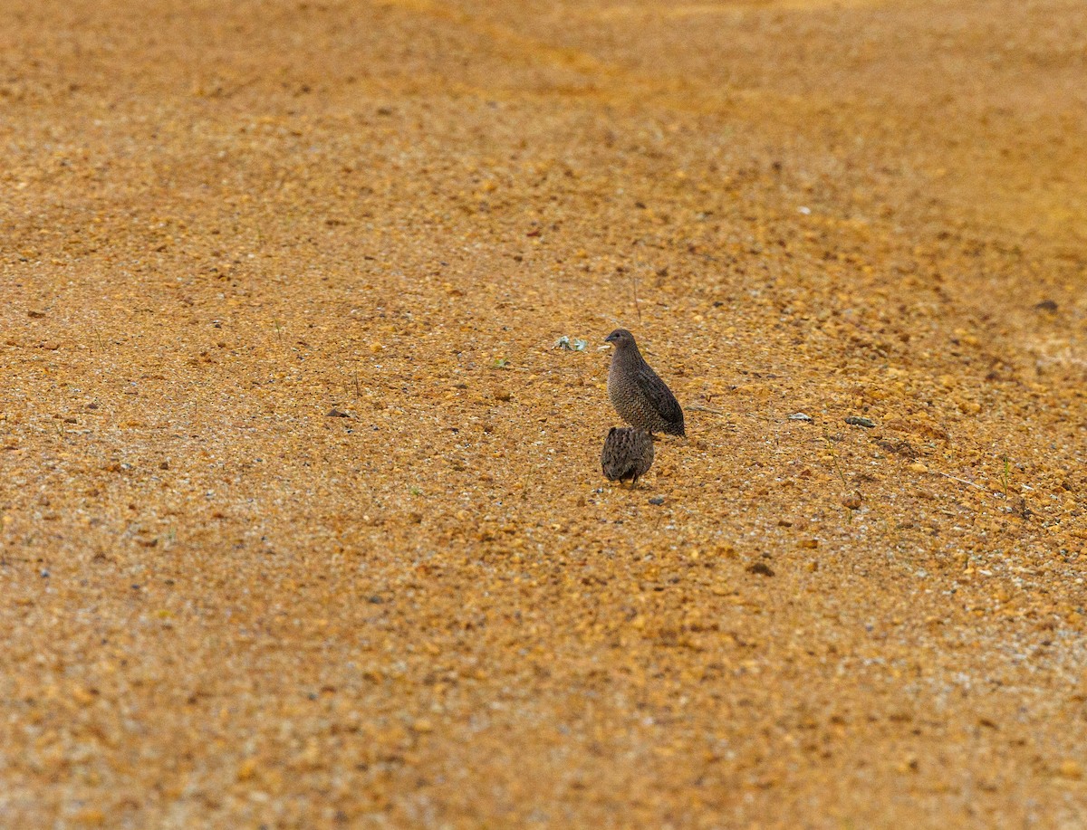 Brown Quail - ML623871199