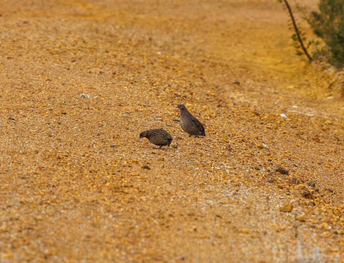 Brown Quail - ML623871200