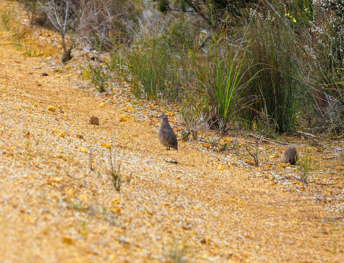 Brown Quail - ML623871201