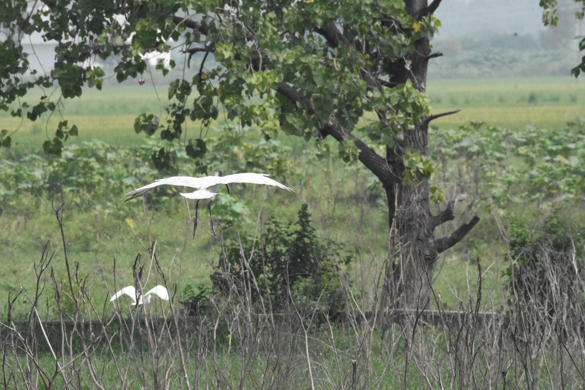 Black-headed Ibis - ML623871220