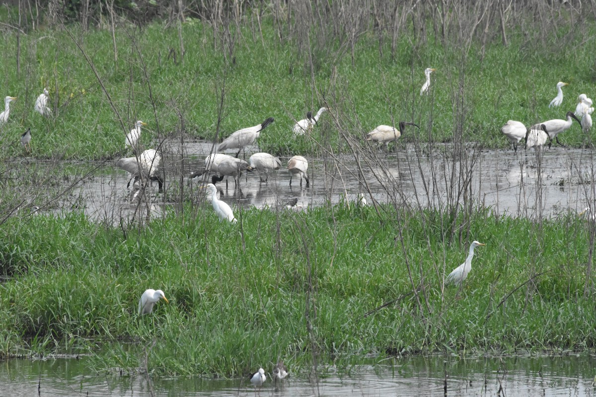 Black-headed Ibis - ML623871223