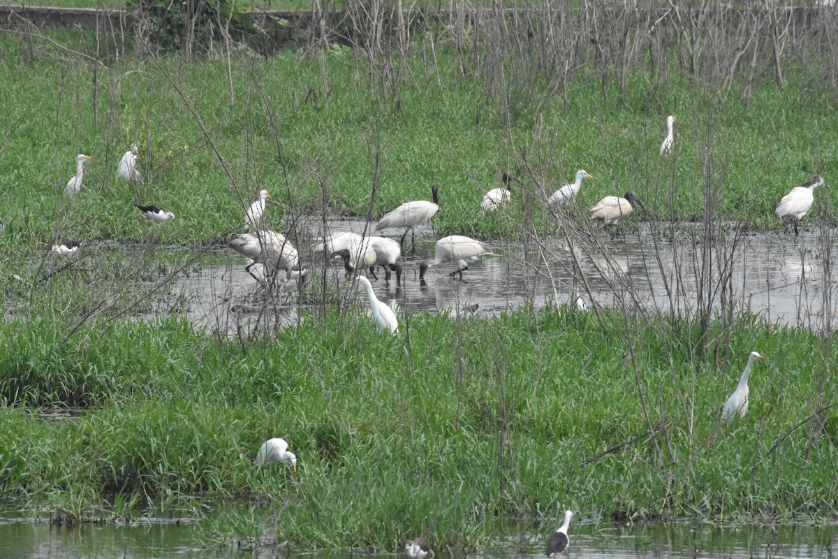 Black-headed Ibis - Sanjiv Khanna