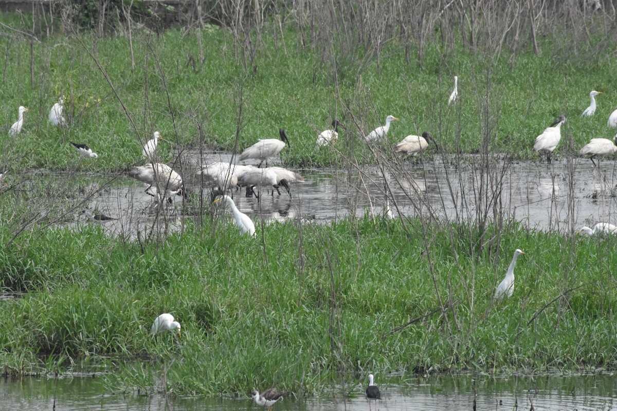 Black-headed Ibis - ML623871225