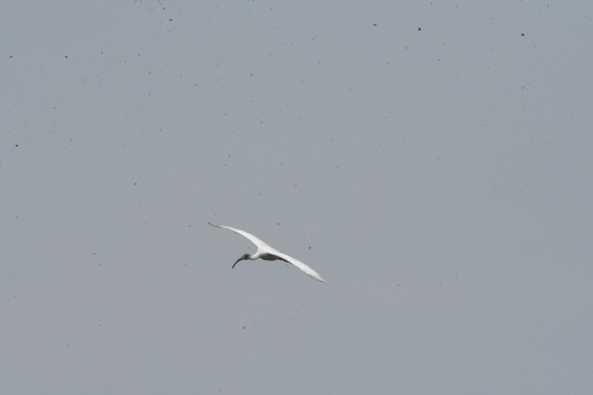 Black-headed Ibis - ML623871226