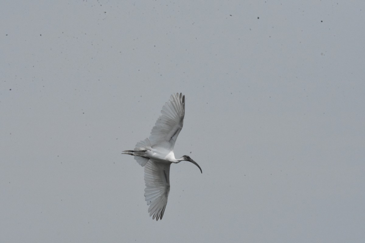 Black-headed Ibis - ML623871227