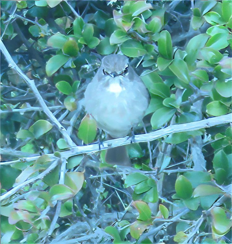 African Dusky Flycatcher - ML623871273