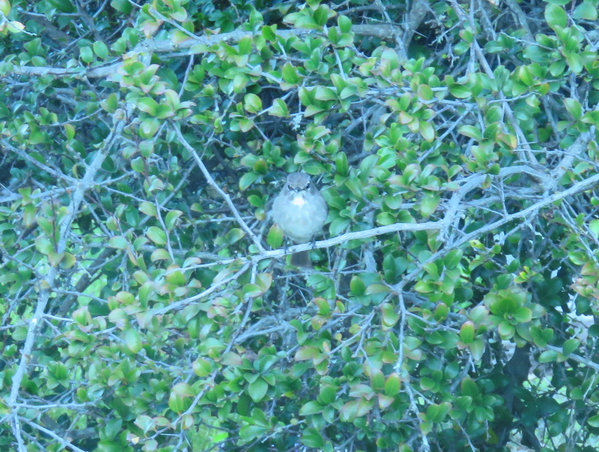 African Dusky Flycatcher - ML623871274