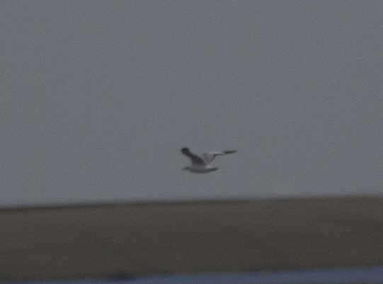 Brown-headed Gull - ML623871278