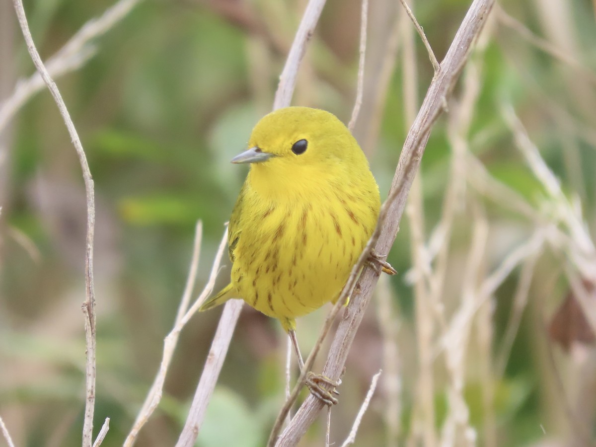 Yellow Warbler (Northern) - ML623871295