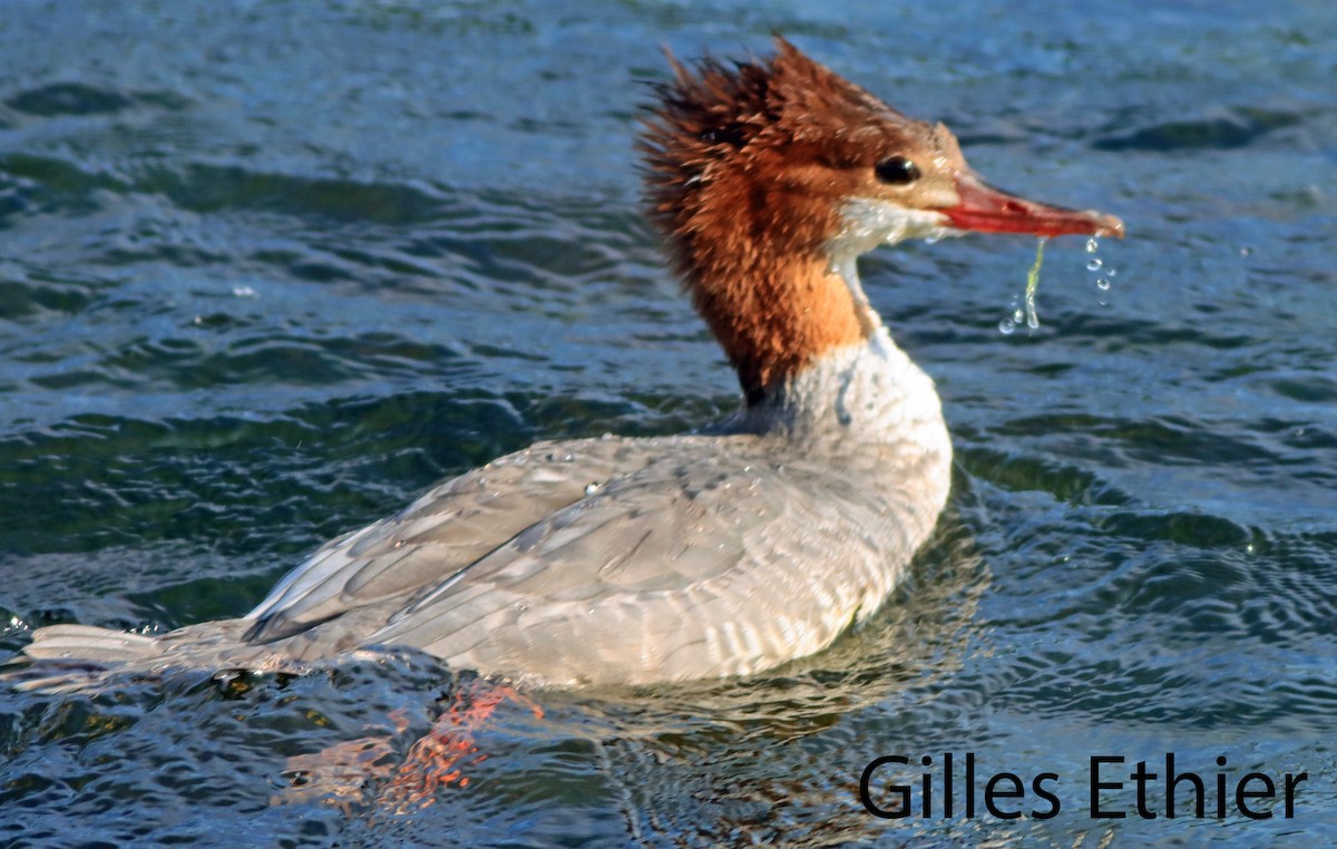 Common Merganser - ML623871301