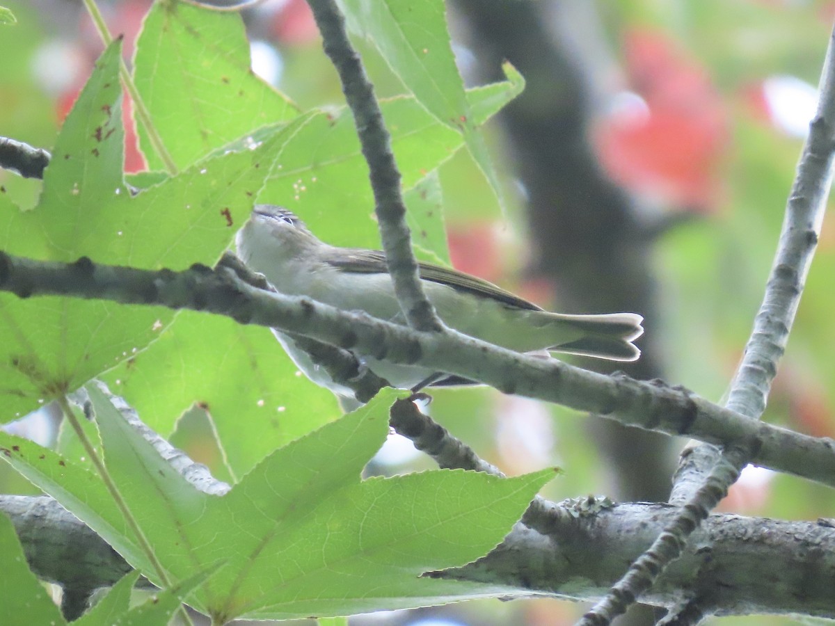 Vireo Ojirrojo - ML623871324