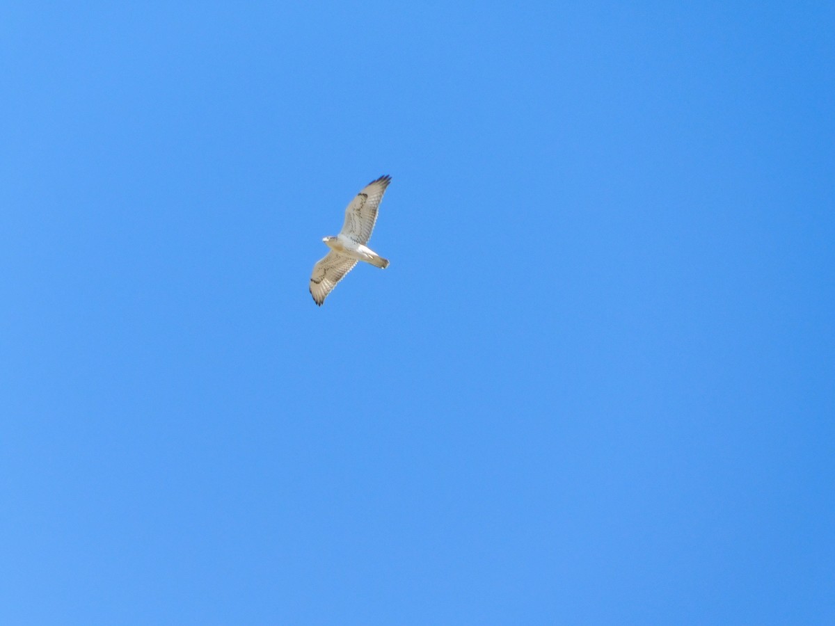 Ferruginous Hawk - ML623871379