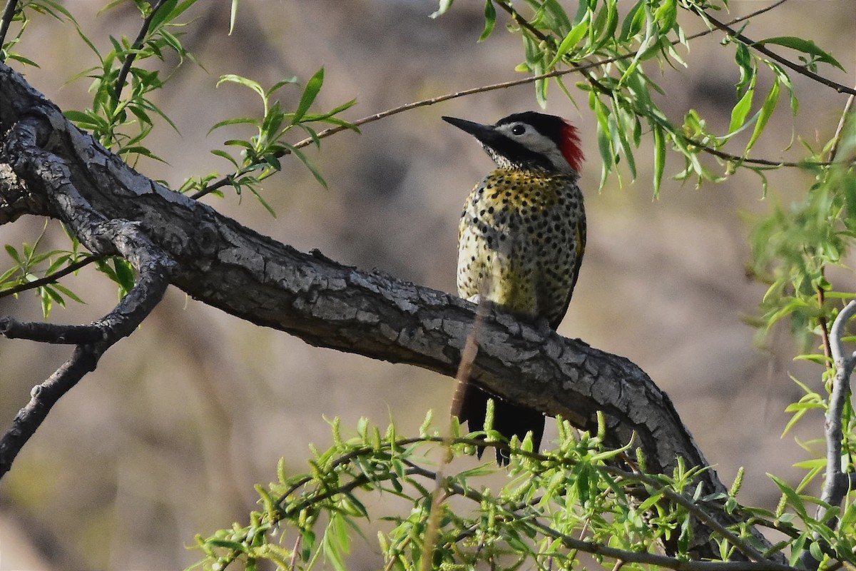 Green-barred Woodpecker - ML623871381