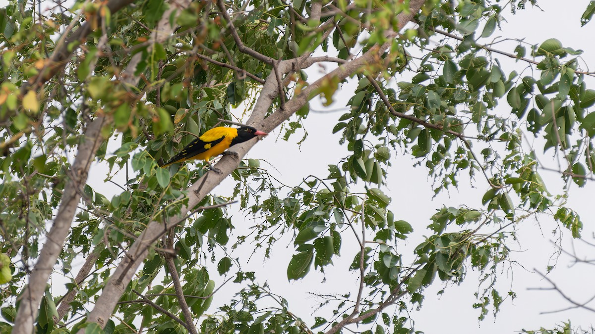 Black-hooded Oriole - ML623871383