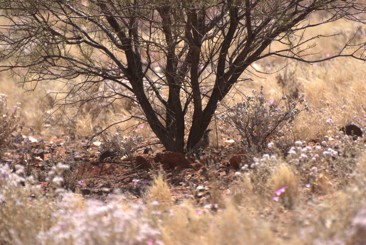 Western Quail-thrush - ML623871388