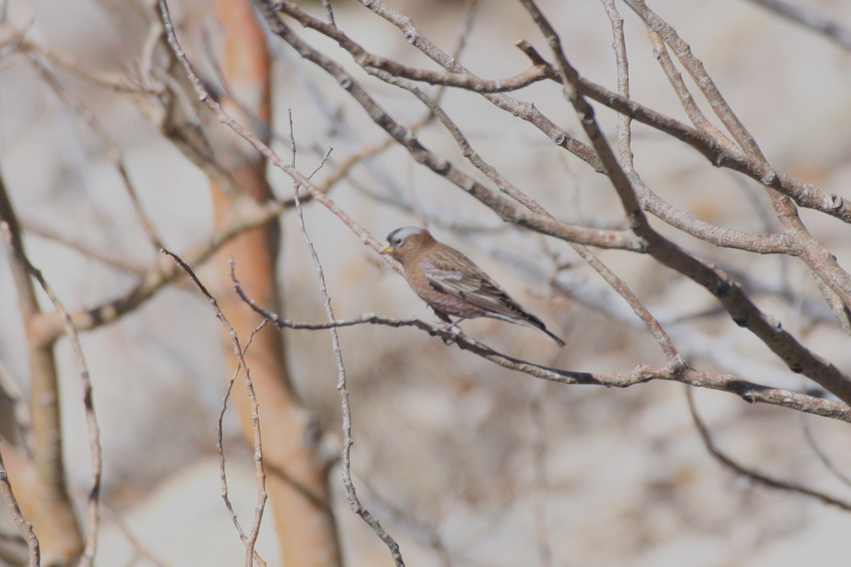 Gray-crowned Rosy-Finch - ML623871400