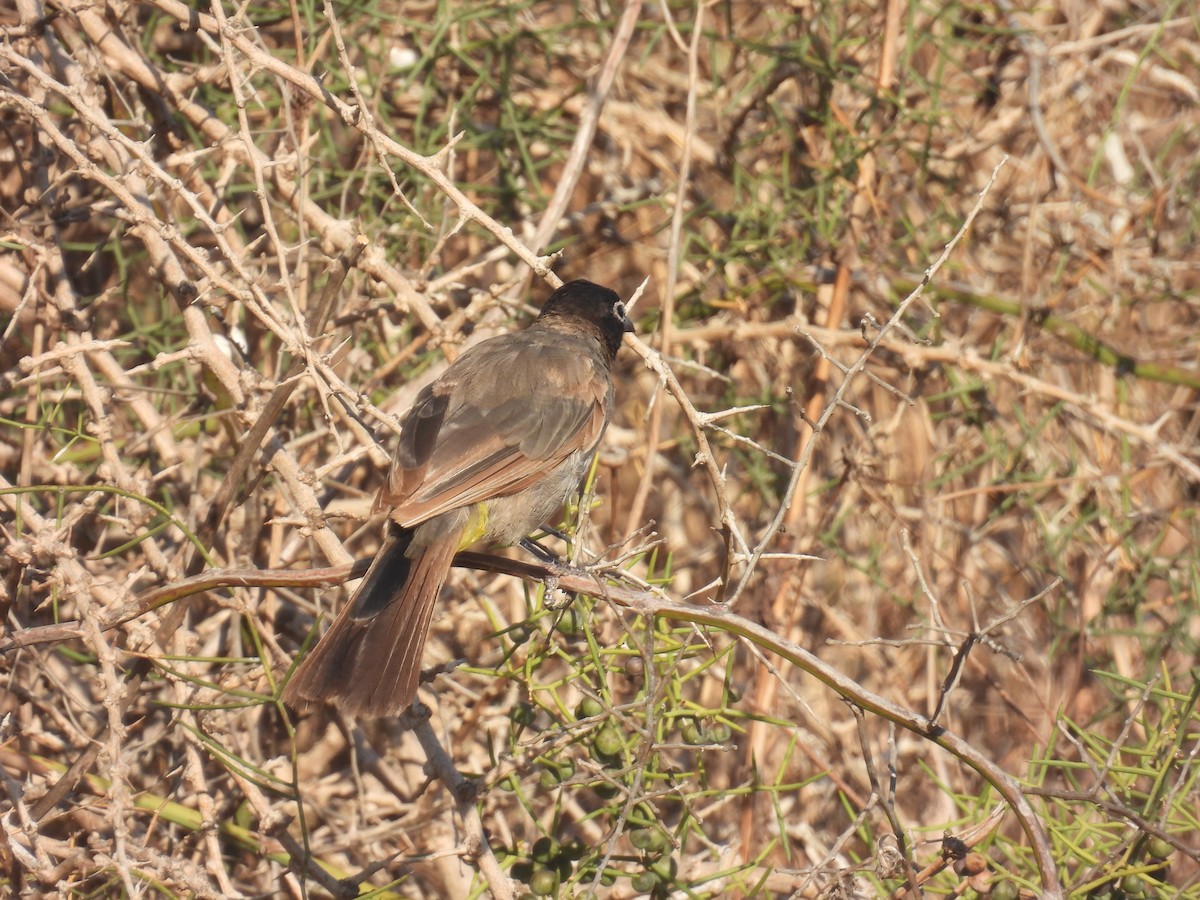 White-spectacled Bulbul - ML623871402