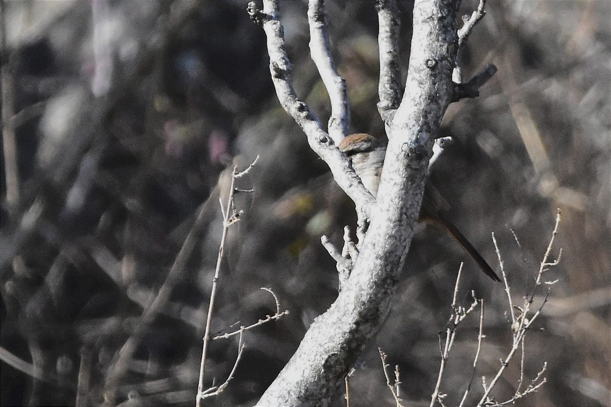 Short-billed Canastero - Juan Bardier